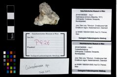 Foto (Objekt + Etikett) von Culmenformosa sp.  (NHMW-GEO-2014-0194-0926)
